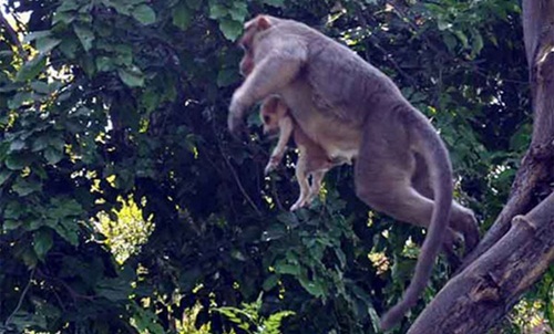 Cảm động chú khỉ cưu mang chó như con - 4