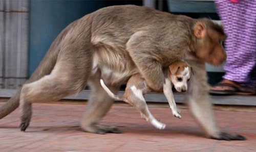 Cảm động chú khỉ cưu mang chó như con - 5