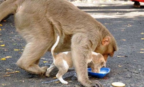 Cảm động chú khỉ cưu mang chó như con - 7