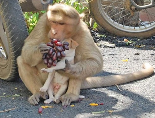 Cảm động chú khỉ cưu mang chó như con - 8
