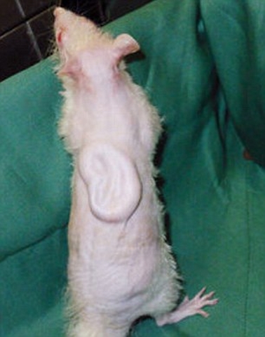 Xem tai người “mọc” trên lưng chuột ở Nhật Bản - 1
