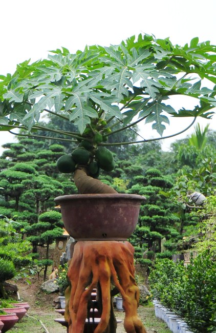 Đu đủ bonsai &#34;đếm quả ra tiền&#34; hút khách dịp Tết - 2