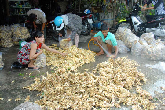 Gừng rớt giá thê thảm, nông dân miền Tây “khóc ròng” - 3