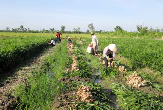 Gừng rớt giá thê thảm, nông dân miền Tây “khóc ròng” - 5