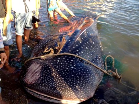 Cá nhám voi "khủng" dạt vào bờ biển Khánh Hòa - 1