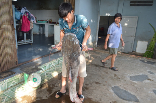 Bắt được cá lăng nặng hơn 40kg trên sông Sêrêpốk - 1
