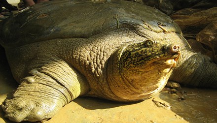 Hé lộ tư liệu quốc tế về nguồn gốc "cụ" rùa Hồ Gươm - 1