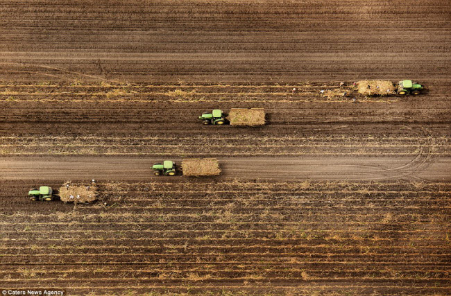 Những chiếc máy kéo di chuyển song song nhau trên một cánh đồng rộng lớn ở bang Florida.