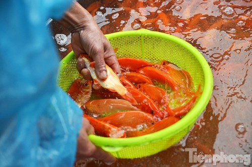 Tấp nập chợ cá ông Công, ông Táo lớn nhất Hà Nội - 9