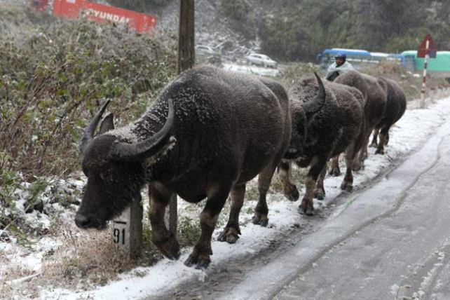 Bộ NN&PTNT ra công điện phòng chống rét đậm, rét hại - 1