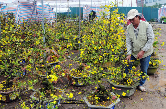 Mai vàng Bình Định vượt ngàn cây số đón Tết ở Thủ đô - 3
