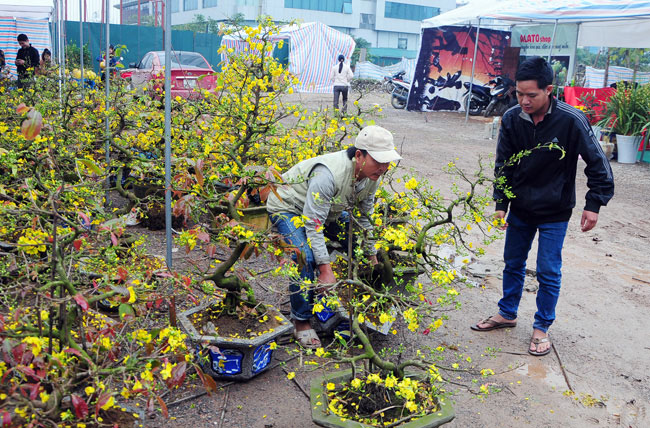 Mai vàng Bình Định vượt ngàn cây số đón Tết ở Thủ đô - 12