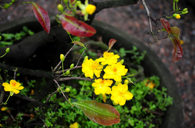 Mai vàng Bình Định vượt ngàn cây số đón Tết ở Thủ đô - 2