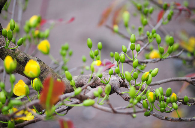 Mai vàng Bình Định vượt ngàn cây số đón Tết ở Thủ đô - 4