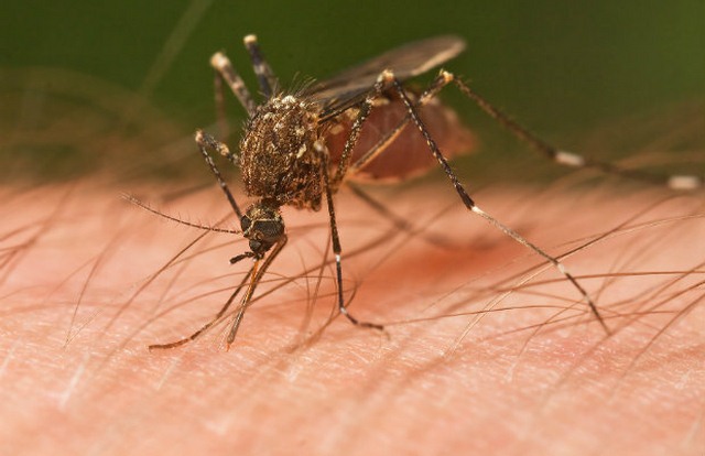 Phát hiện ca nhiễm Zika đầu tiên qua đường tình dục - 1
