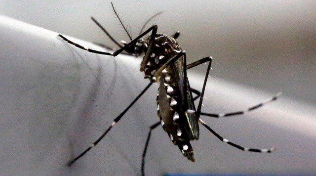 Đề xuất triệt sản muỗi đực để ngăn virus &#34;ăn não&#34; Zika - 1