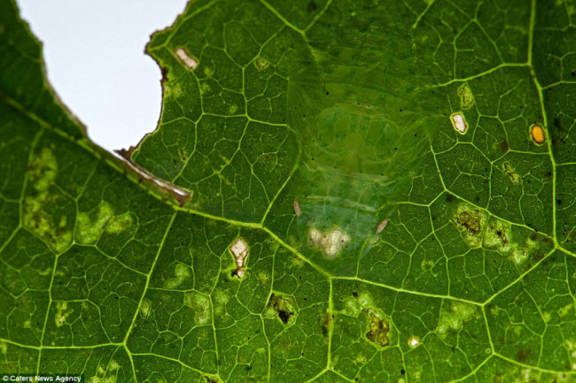 Một con bọ lá gần như trong suốt hòa lẫn vào chiếc lá màu xanh.