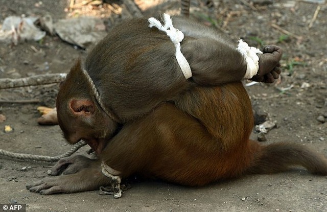 Ấn Độ: Khỉ bị trói giật cánh khuỷu vì tội ăn cắp - 1