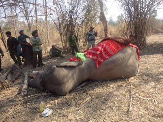 Chú voi rừng Việt Nam khiến chuyên gia quốc tế xúc động - 1