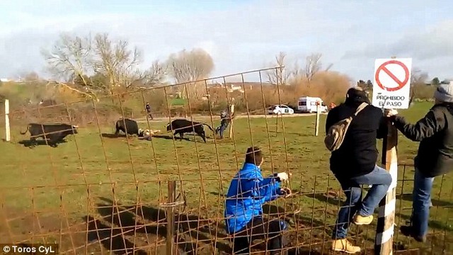 Video: Bò tót húc đổ hàng rào, đâm gãy chân 2 bố con - 1
