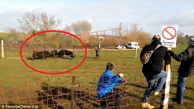 Video: Bò tót húc đổ hàng rào, đâm gãy chân 2 bố con - 2