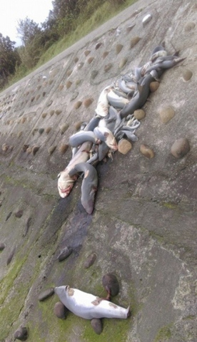 TQ: Chục con cá mập dạt bờ, vây bị cắt sạch - 1