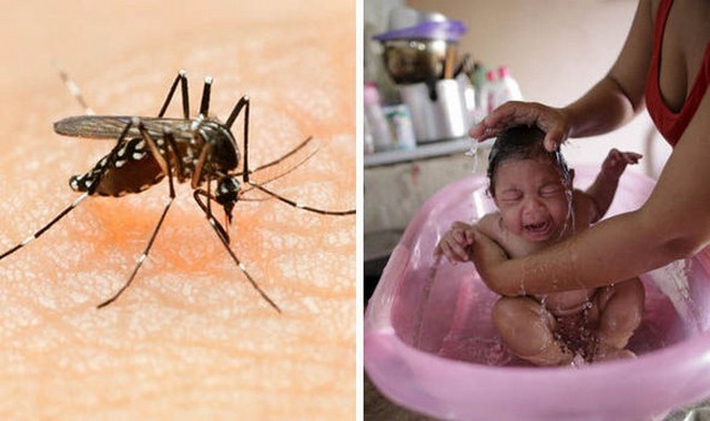 Virus Zika có thể kéo lùi nhân loại 2 triệu năm - 1