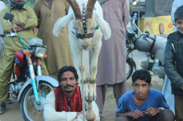 Khó tin: Chú dê ở Pakistan có khả năng làm xiếc như khỉ - 1