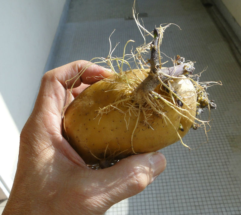 Chuyện kỳ lạ về những củ khoai độc nhất vô nhị - 2