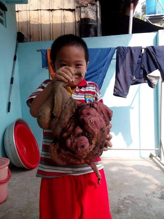 Chuyện kỳ lạ về những củ khoai độc nhất vô nhị - 5