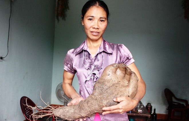 Chuyện kỳ lạ về những củ khoai độc nhất vô nhị - 6