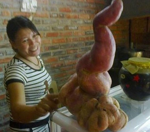 Chuyện kỳ lạ về những củ khoai độc nhất vô nhị - 9