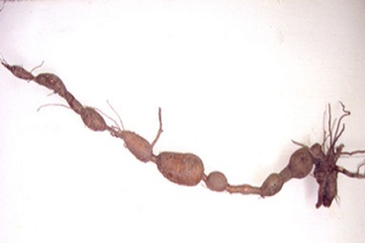 Chuyện kỳ lạ về những củ khoai độc nhất vô nhị - 7