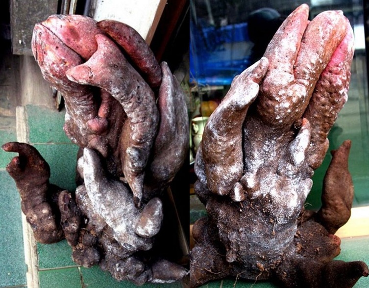 Chuyện kỳ lạ về những củ khoai độc nhất vô nhị - 2