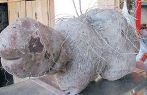 Chuyện kỳ lạ về những củ khoai độc nhất vô nhị - 10