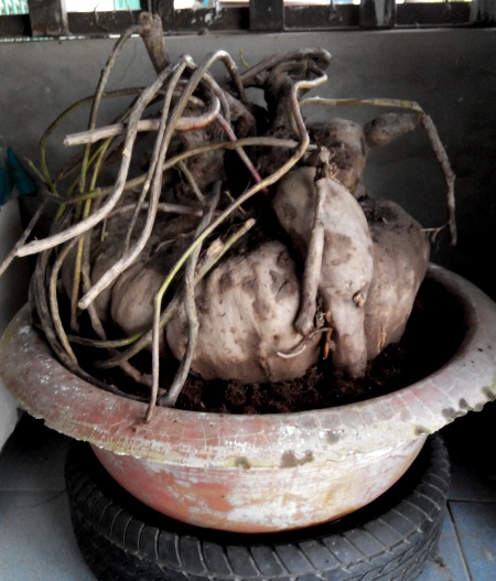 Chuyện kỳ lạ về những củ khoai độc nhất vô nhị - 1