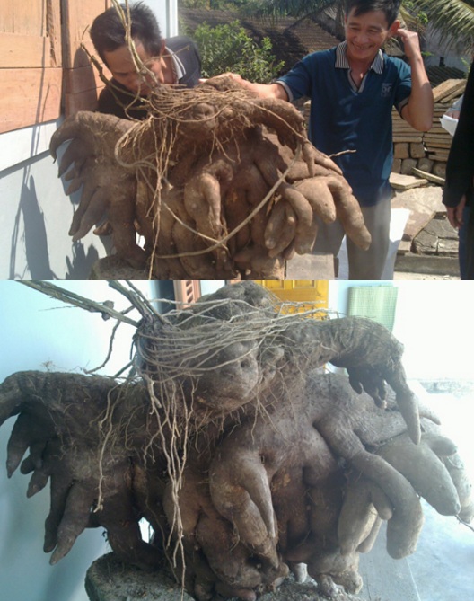 Chuyện kỳ lạ về những củ khoai độc nhất vô nhị - 4