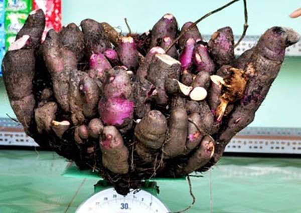 Chuyện kỳ lạ về những củ khoai độc nhất vô nhị - 5