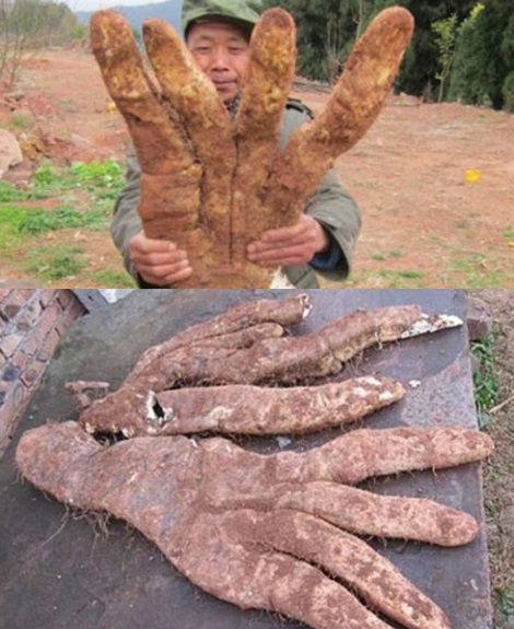 Chuyện kỳ lạ về những củ khoai độc nhất vô nhị - 6