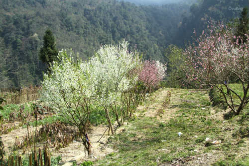 Ngắm 'thiên đường hoa' trên cao nguyên đá - 10
