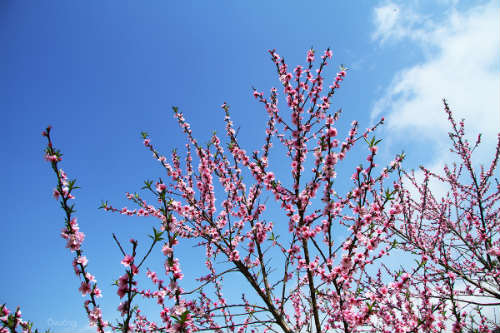 Ngắm 'thiên đường hoa' trên cao nguyên đá - 11