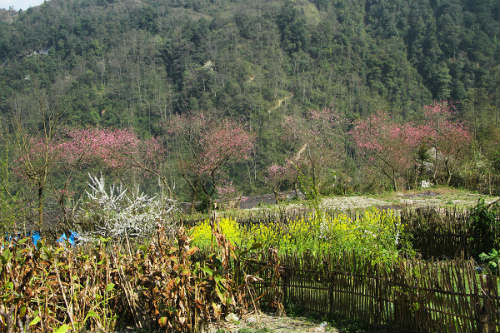 Ngắm 'thiên đường hoa' trên cao nguyên đá - 12