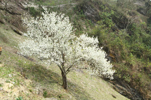 Ngắm 'thiên đường hoa' trên cao nguyên đá - 2