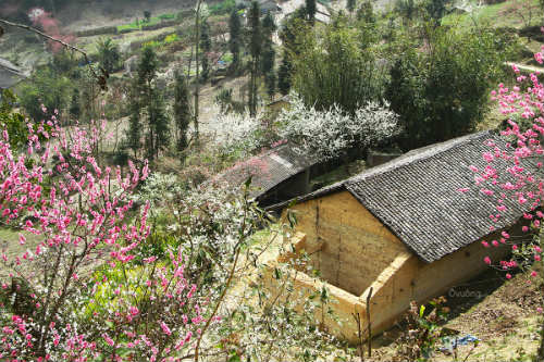 Ngắm 'thiên đường hoa' trên cao nguyên đá - 3