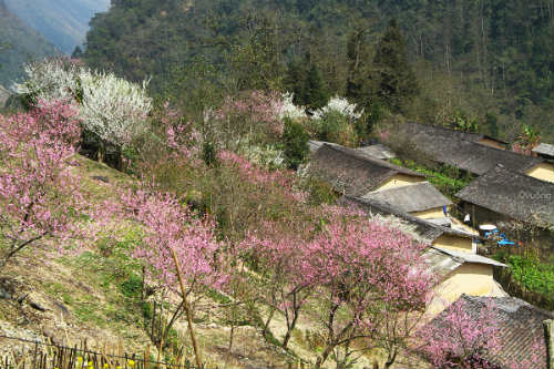 Ngắm 'thiên đường hoa' trên cao nguyên đá - 4