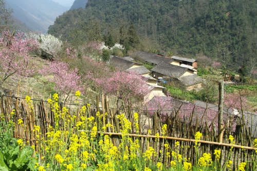 Ngắm 'thiên đường hoa' trên cao nguyên đá - 5