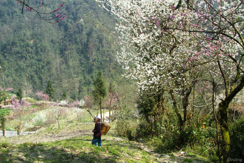 Ngắm 'thiên đường hoa' trên cao nguyên đá - 6