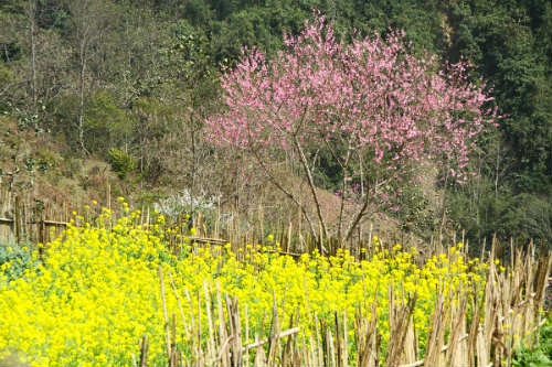 Ngắm 'thiên đường hoa' trên cao nguyên đá - 7