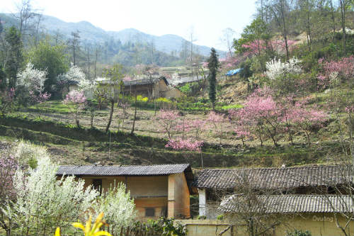 Ngắm 'thiên đường hoa' trên cao nguyên đá - 8