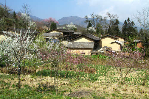 Ngắm 'thiên đường hoa' trên cao nguyên đá - 9